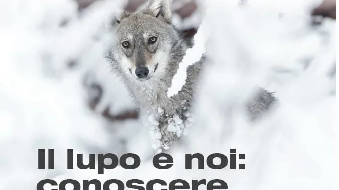 Il lupo e noi: conoscere per coesistere