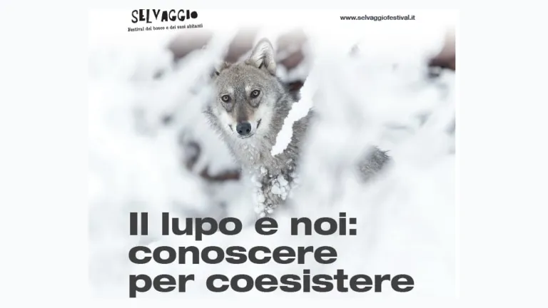 Il lupo e noi: conoscere per coesistere